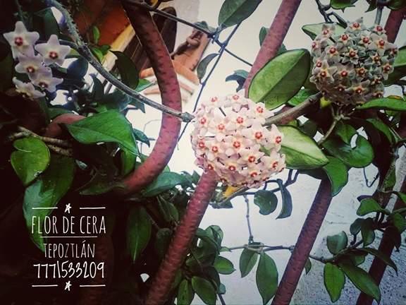Flor De Cera Ξενοδοχείο Tepoztlan Εξωτερικό φωτογραφία